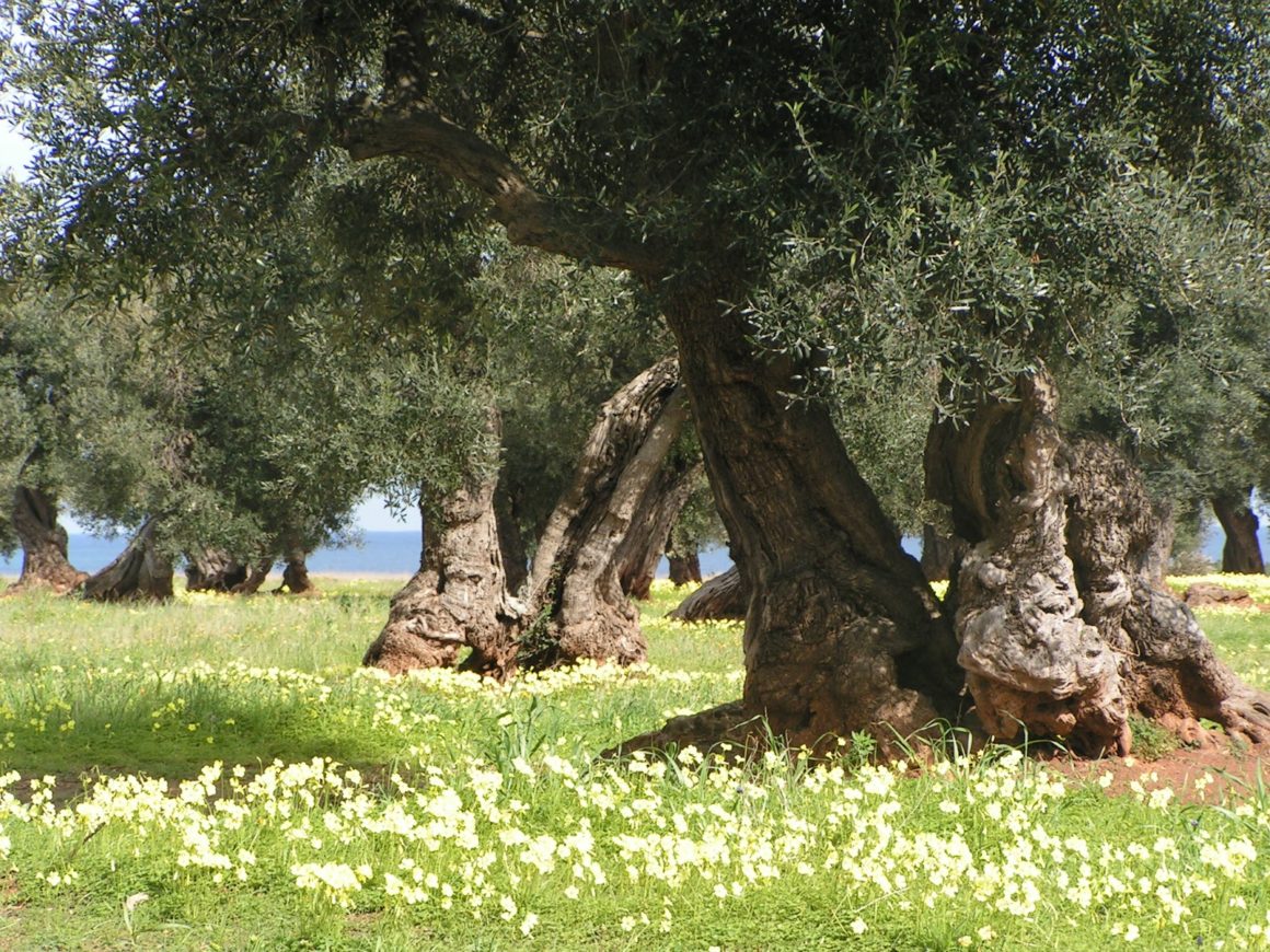 Progettazione dell’oliveto di S. Camposeo